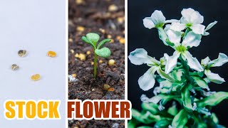 Growing Stock Flower From Seed 110 Days Time Lapse [upl. by Ardekan]