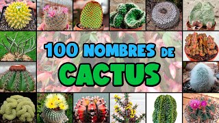 100 tipos de CACTUS y su NOMBRE CIENTÍFICO [upl. by Elliven]