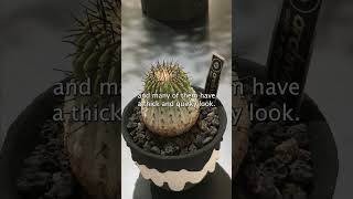 FAKE PLANT SHOP caudex [upl. by Suhpesoj]