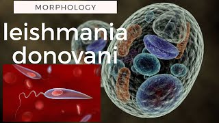 Leishmania donovani morphology [upl. by Anehta]