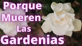 NADIE TE DICE ESTE SECRETO DE LAS GARDENIAS POR ESO MUEREN  HUERTO CITADINO [upl. by Selia595]