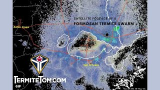 Termite Swarm Season Formosan Termites [upl. by Adnuahsor]