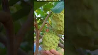 How are such big fruits grown in china ShorttrandingHowaresuchbigfruitsfactsviralvideo [upl. by Ynhoj822]