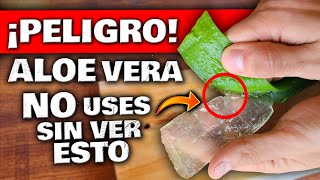 ¡CUIDADO Esto PASA Si USAS ALOE VERA o SÁBILA  DEBES VER ESTO  RIESGOS Beneficios y Propiedades [upl. by Gael]