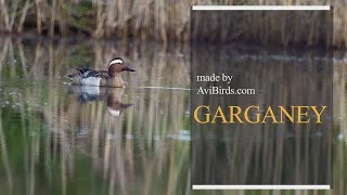 Garganey Spatula Querquedula [upl. by Dadelos]