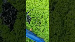 azolla farming [upl. by Norse446]