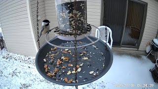 20240101  A Blackcapped Chickadee makes a quick chirping pitstop for a seed to go [upl. by Loredo]