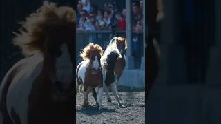 Shetland Pony Shetland Pony is known for its docility and loveliness [upl. by Sussi]