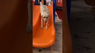 Cute Labradors music cover song onedirection labraworld funnyanimal labrador funnyhusky [upl. by Ettevi346]