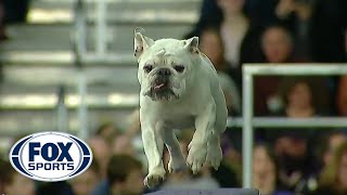 Watch Rudy the Bulldog crush the 2019 WKC Masters Agility course  FOX SPORTS [upl. by Tilda10]