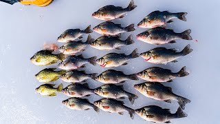 We Found a PILE of Panfish Ice Fishing [upl. by Augustus]