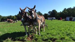 Merryville Belgians amp Mules Ploughing 2017 [upl. by Lakym]