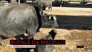 Bufale da macello – Report 02052022 [upl. by Osnohpla119]