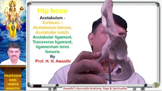 Hip bone Acetabulum Acetabulum labrum Acetabular ligament transverse ligamentum teres femoris [upl. by Nivrehs692]