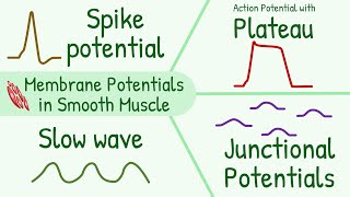 Membrane Potentials in Smooth Muscle  Spike Potential Plateau Slow Wave Junctional Potential [upl. by Tap135]