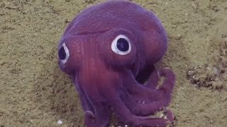 Squid With Googly Eyes Has Researchers Laughing [upl. by Jeffery760]