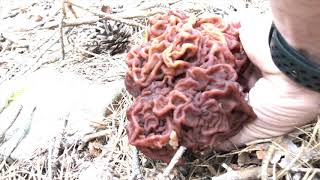 MORTAL GYROMITRA ESCULENTA FALSA COLMENILLA [upl. by Dietsche]