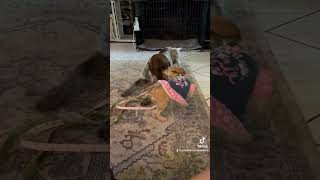 Puppy Playtime puppy puppytraining dogtraining pointerpuppy yorkiepuppy [upl. by Anna270]