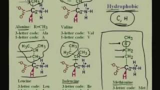 Lecture  1 Amino Acids I [upl. by Bernete246]