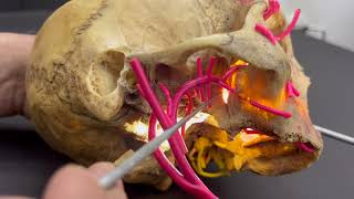 Maxillary artery by Dr Harikishore Patnam [upl. by Helm]