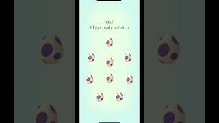 Hatching 9 10km Eggs pokemon pokemongo shiny shinypokemon hatching egghatching hundopokemon [upl. by Joel]