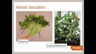 Basics of Leafy gall diagnostics and detection of the pathogen Rhodococcus fascians by LAMP [upl. by Bonn]