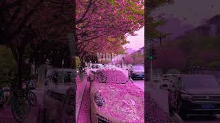 Cherry Blossom amp The Streets  Such a beauty love cherry blossom beautiful [upl. by Wamsley]