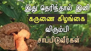 Karunai Kilangu Health Benefits in Tamil  Health Tips in Tamil [upl. by Rramel972]