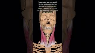 What are the actions of the trunk muscles [upl. by Demott]