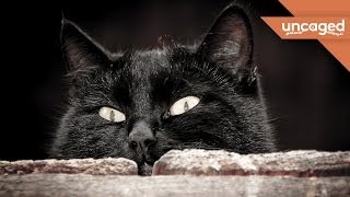 Are Black Cats REALLY Bad Luck [upl. by Fina]