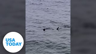 Great white shark seen feasting on a seal by whale watching boat  USA TODAY [upl. by Havot484]