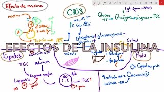 Metabolismo de carbohidratos efectos de la insulina 2 de 4 [upl. by Conley]