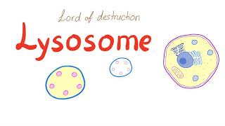 Lysosome [upl. by Ettevad]