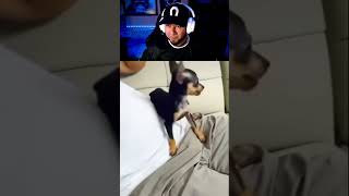 ES PERRO O CHIVA shortsviral shortvideo shortsfeed shorts short shortsvideo viralvideo [upl. by Reeher]