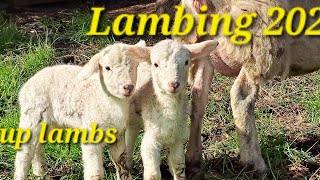 Lambing Shed 2024 all Baby Tups [upl. by Ashly]