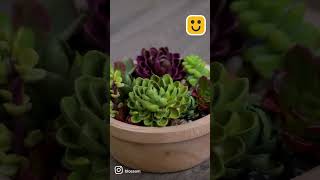 Succulent Garden Hack shorts [upl. by Emlyn920]