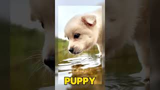 Puppy Drinking Water  Water Drinking Sound shorts ytshorts puppy [upl. by Vaughan72]