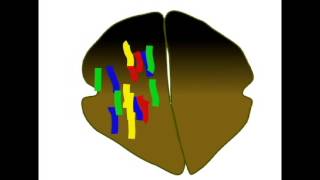 POLYPLOIDY [upl. by Erina]