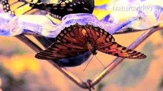 Supergene controls butterfly mimicry  by Nature Video [upl. by Gus]