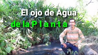 El Ojo de agua de La Planta Michoacán o el Platanal a 10km de Zamora Michoacán [upl. by Isaac]