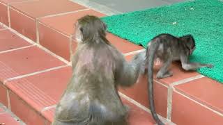 Baby Monkey Playing with Motorcycle Baby [upl. by Nnewg]