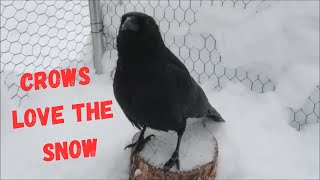 Crows in the snow [upl. by Swann]