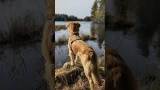 Hiking around the Rose Island Nature Reserve in Georgian Bay with Ränger my dog in mid March [upl. by Farrah]