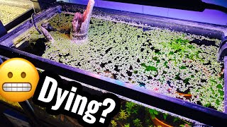 Duckweed is Dying Not Growing Turning White [upl. by Adlemy]