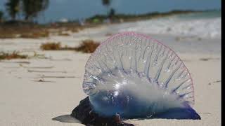 Facts The Portuguese Man of War [upl. by Eelynnhoj]