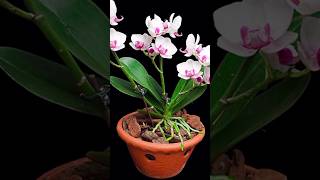 Try this method of expert orchid growers orchids will bloom more and longer plants orchid short [upl. by Ydieh]