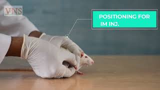 PHARMACOLOGY EXPERIMENT PART1  HANDLING OF LAB ANIMALS RATMOUSE [upl. by Boniface]