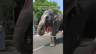 blessings elephant joy andal divinedivinity taravenkatesh like share comment and subscribe [upl. by Anihpesoj922]