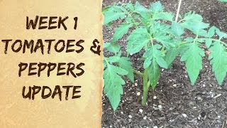 How To Grow Organic Tomatoes amp Peppers in Arizona  Raised Bed Vegetable Garden Update [upl. by Dragde]