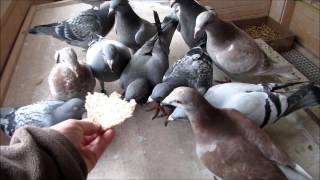 racing pigeon Survival Training post duiven [upl. by Haldis]